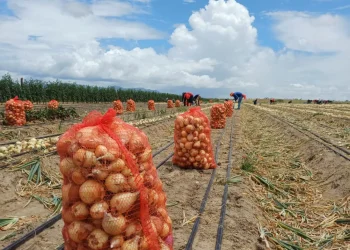 Onions harvested at Manari Creek, Lethem