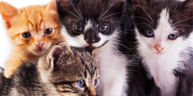 Cats