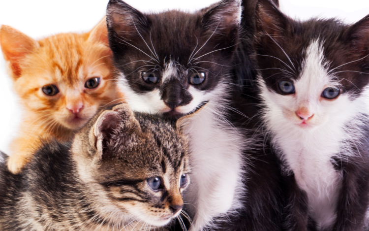 Cats