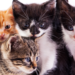 Cats