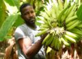 © WFP/Pedro Rodrigues A farmer in Gonaives, Haiti shows his plantain crop.