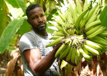 © WFP/Pedro Rodrigues A farmer in Gonaives, Haiti shows his plantain crop.