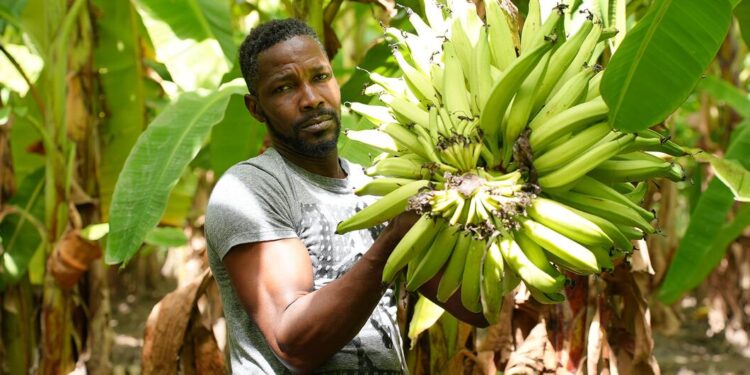 © WFP/Pedro Rodrigues A farmer in Gonaives, Haiti shows his plantain crop.