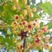 kola tree
