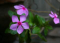 Cape periwinkle, graveyard plant, Madagascar periwinkle, old maid, or pink periwinkle