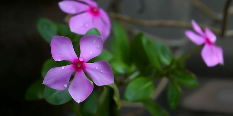 Cape periwinkle, graveyard plant, Madagascar periwinkle, old maid, or pink periwinkle