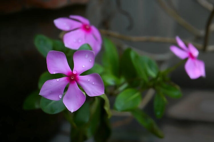 Cape periwinkle, graveyard plant, Madagascar periwinkle, old maid, or pink periwinkle