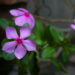 Cape periwinkle, graveyard plant, Madagascar periwinkle, old maid, or pink periwinkle