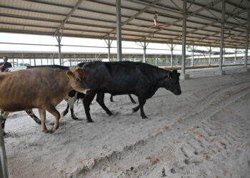 The first cows walk into the Moblissa facility (DDL photo)