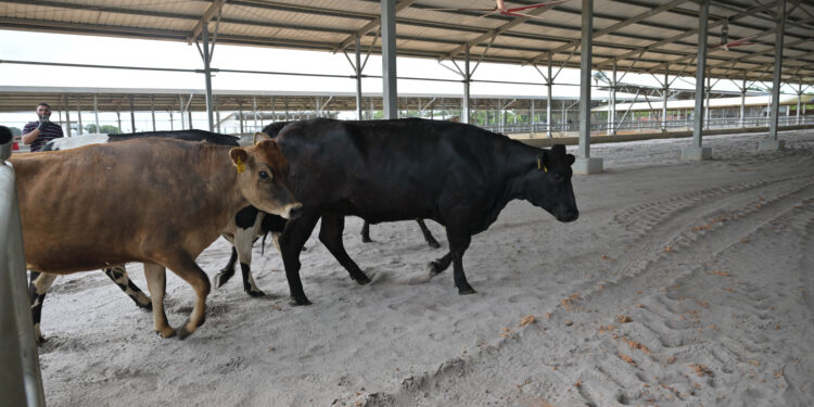 The first cows walk into the Moblissa facility (DDL photo)