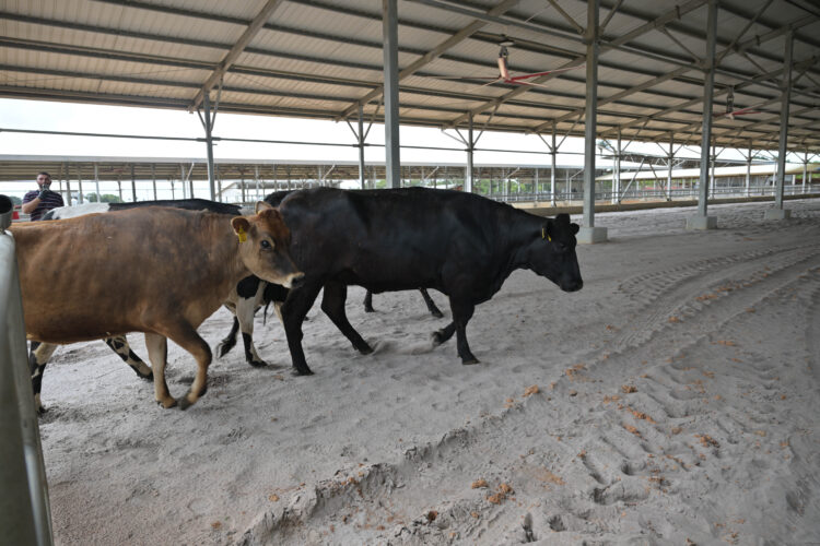 The first cows walk into the Moblissa facility (DDL photo)