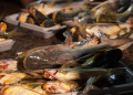 Catfish at the Stabroek Market wharf (Photo: News Room)