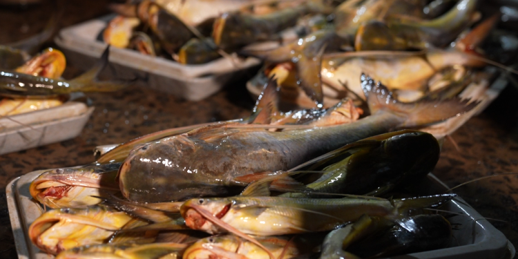 Catfish at the Stabroek Market wharf (Photo: News Room)