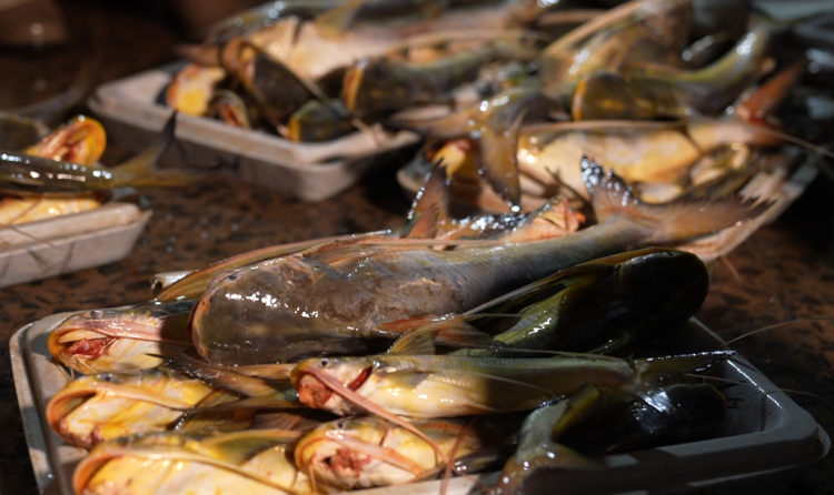 Catfish at the Stabroek Market wharf (Photo: News Room)