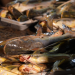 Catfish at the Stabroek Market wharf (Photo: News Room)