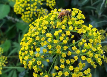Bupleurum