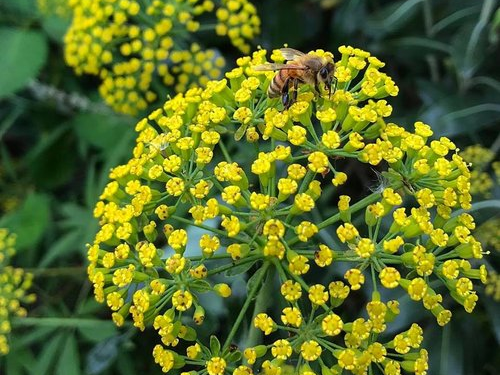 Bupleurum