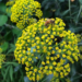 Bupleurum