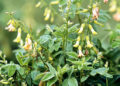 Astragalus: An Ancient Root With Health Benefits