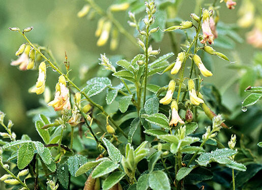 Astragalus: An Ancient Root With Health Benefits