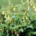 Astragalus: An Ancient Root With Health Benefits