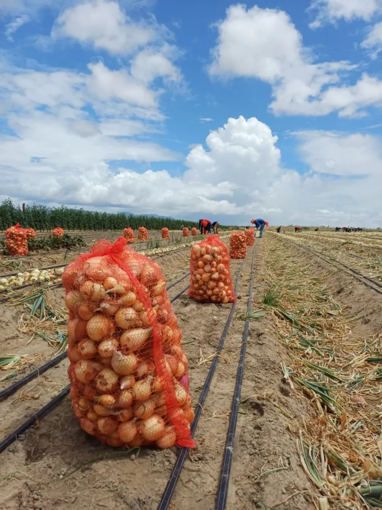 Onions harvested at Manari Creek, Lethem