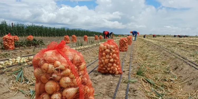 Onions harvested at Manari Creek, Lethem