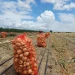 Onions harvested at Manari Creek, Lethem
