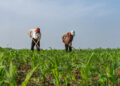 Farmers manage a corn field during the summer growing season, June 5 2026. /VCG