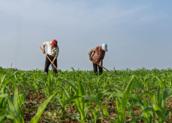Farmers manage a corn field during the summer growing season, June 5 2026. /VCG
