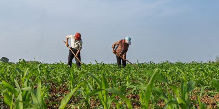 Farmers manage a corn field during the summer growing season, June 5 2026. /VCG