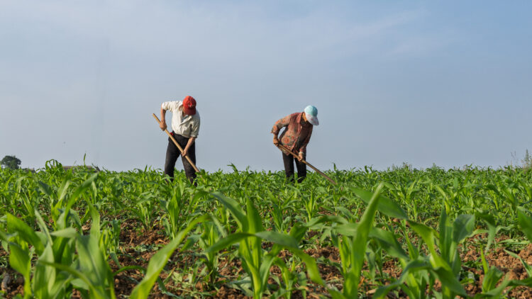 Farmers manage a corn field during the summer growing season, June 5 2026. /VCG