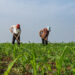 Farmers manage a corn field during the summer growing season, June 5 2026. /VCG