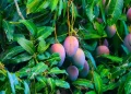 Mango leaves or their extracts are considered safe for consumption and offer many health benefits.