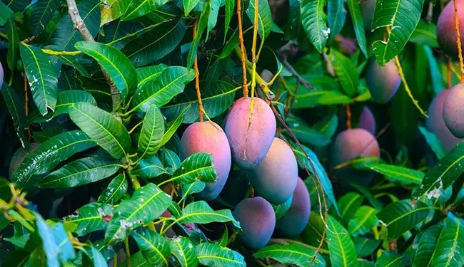 Mango leaves or their extracts are considered safe for consumption and offer many health benefits.