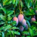 Mango leaves or their extracts are considered safe for consumption and offer many health benefits.