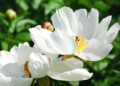 White Peony (Google photo)