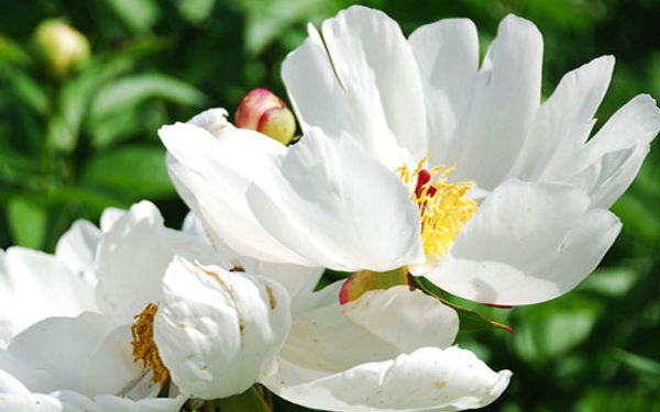 White Peony (Google photo)