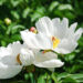 White Peony (Google photo)