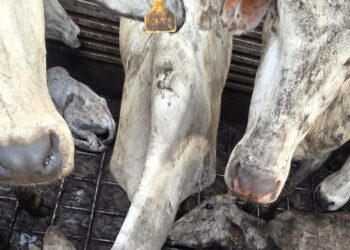 Some of the dead Brazilian heifers