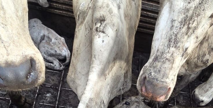 Some of the dead Brazilian heifers