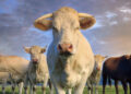herd of young white cows (Google photo)