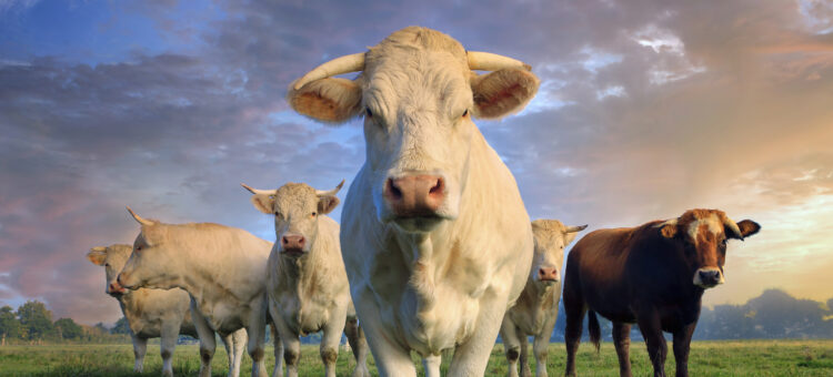 herd of young white cows (Google photo)