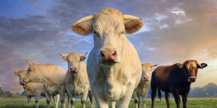 herd of young white cows  (Google photo)