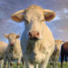 herd of young white cows (Google photo)