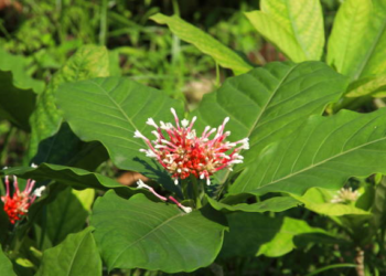Indian Snakeroot (google photo)
