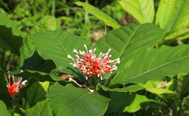 Indian Snakeroot (google photo)