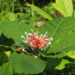Indian Snakeroot (google photo)