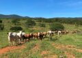Brazilian Heifers
