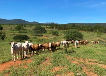 Brazilian Heifers
